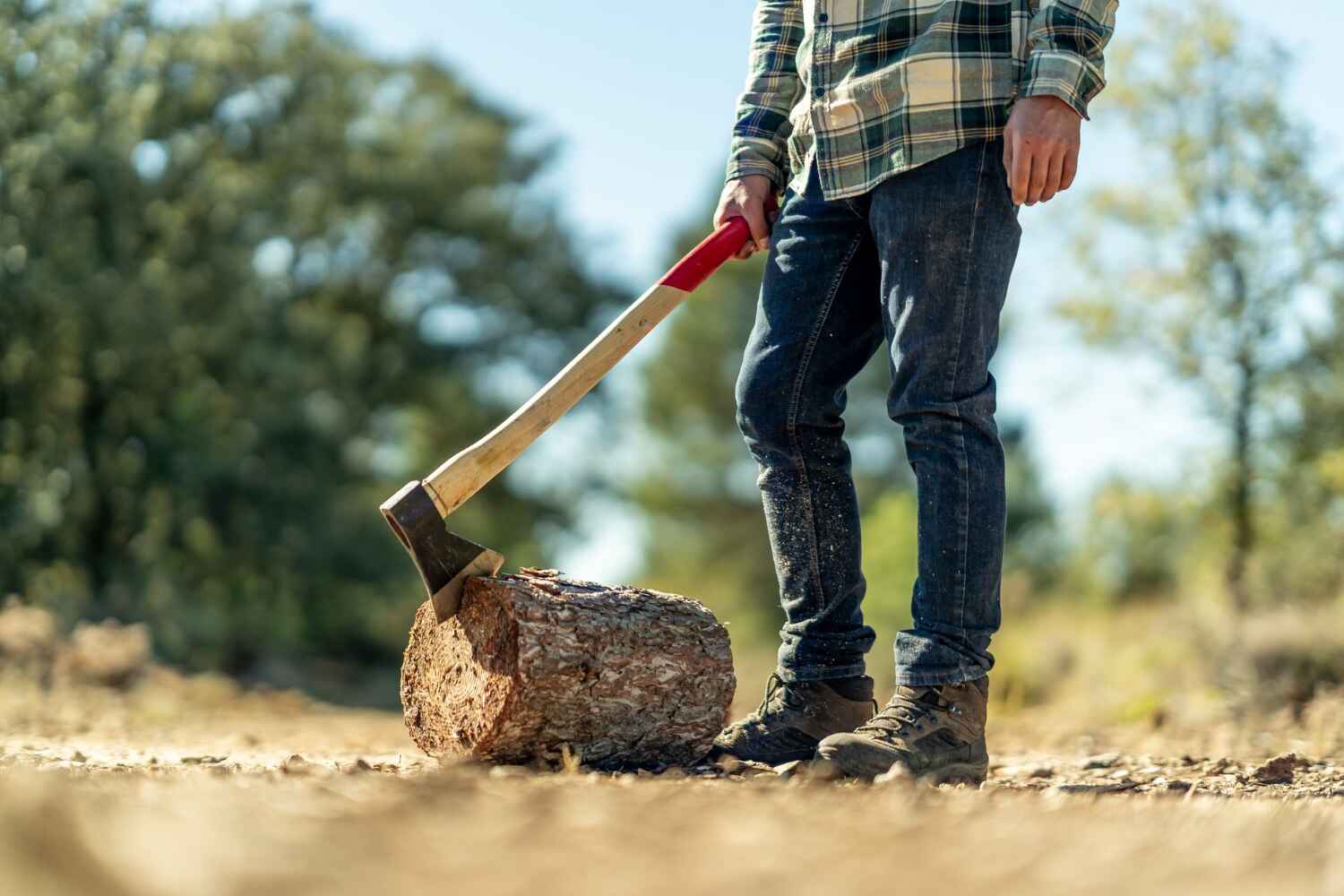 Tree Root Removal in Robbinsdale, MN